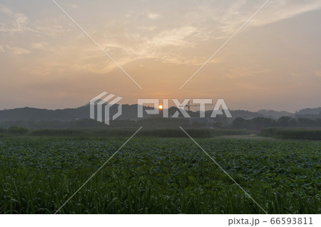 屋外 室外 自然 66593811