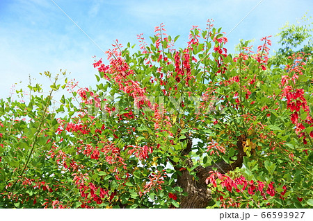 アメリカデイゴの花 アメリカデイゴの花 66593927