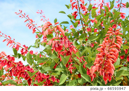 アメリカデイゴの花 アメリカデイゴの花 66593947