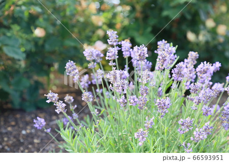 ラベンダーの花 センティヴィア ラベンダーの花 センティヴィア 66593951