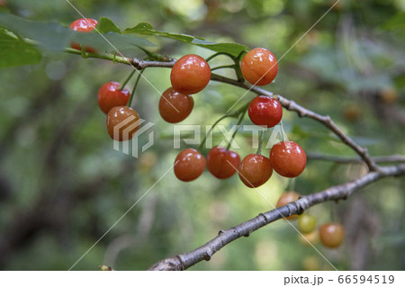 枝から下がる艶の有る赤いサクランボ 66594519