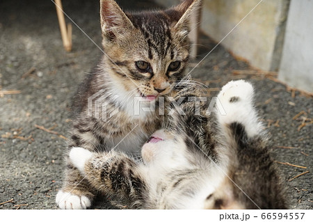 じゃれ合う野良猫の兄弟 66594557