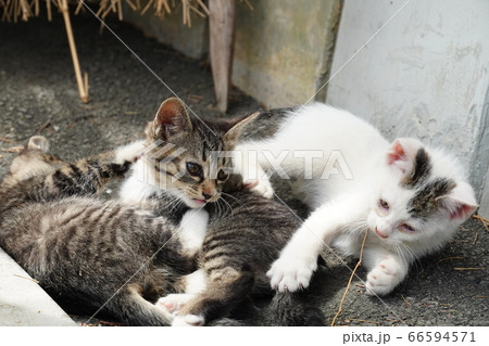 じゃれ合う野良猫の兄弟 66594571