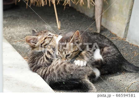 じゃれ合う野良猫の兄弟 じゃれ合う野良猫の兄弟 66594581