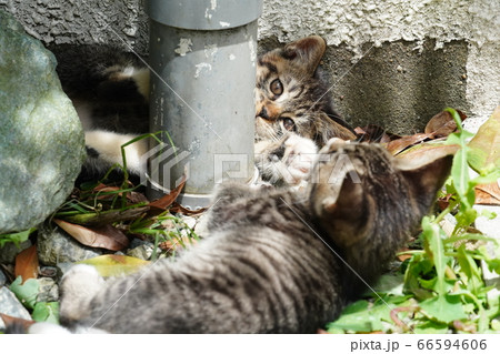 じゃれ合う野良猫の兄弟 66594606