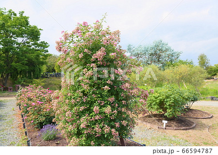 バラの花　モーツァルト 66594787