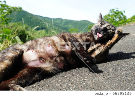 出産したばかりの野良猫 出産したばかりの野良猫 66595139
