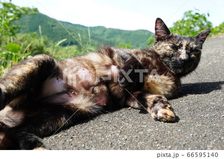 出産したばかりの野良猫 66595140
