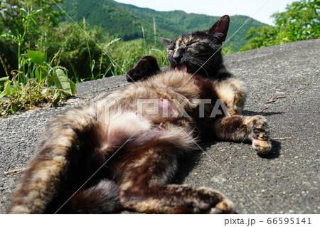 出産したばかりの野良猫 出産したばかりの野良猫 66595141