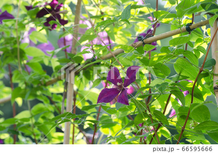 クレマチスの花の下で 66595666