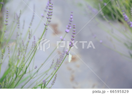 ラベンダーの花 66595829