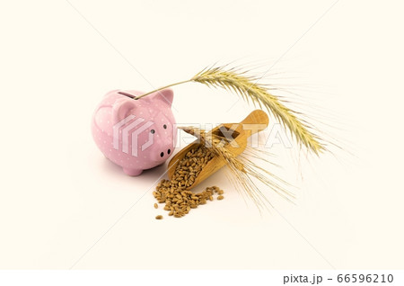 Wheat still life with fresh seeds and golden ear Wheat still life with fresh seeds and golden ear 66596210