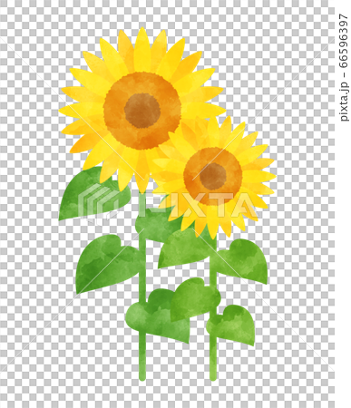 Sunflower watercolor picture Sunflower watercolor picture 66596397