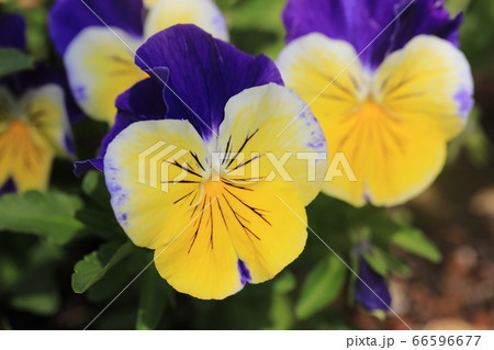 パンジー 66596677