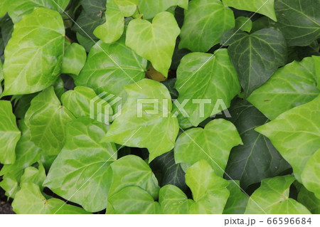 アイビー 66596684