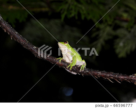 モリアオガエル 66596777