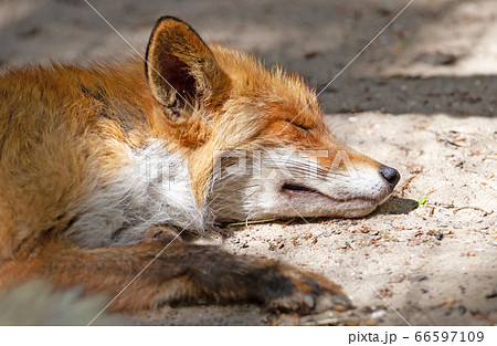 Close up of a Red fox sleeping Close up of a Red fox sleeping 66597109