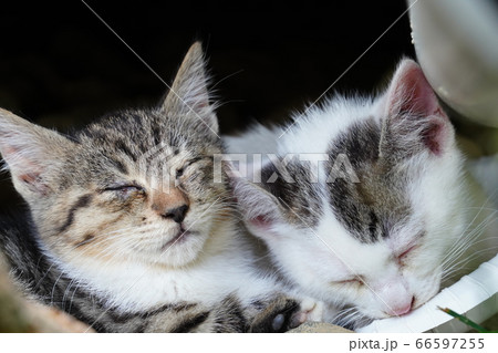 眠い野良猫の子猫 眠い野良猫の子猫 66597255
