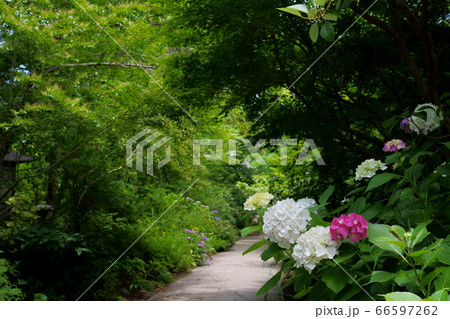 アジサイ 四国霊場第86番札所 志度寺参道 アジサイ 四国霊場第86番札所 志度寺参道 66597262