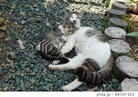 母猫に甘える野良猫の子猫 母猫に甘える野良猫の子猫 66597303
