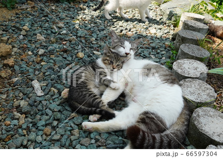 母猫に甘える野良猫の子猫 母猫に甘える野良猫の子猫 66597304