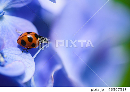 紫陽花とてんとう虫の写真素材