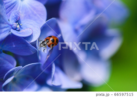 紫陽花とてんとう虫の写真素材