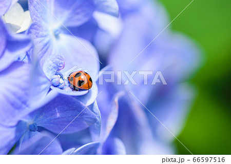 紫陽花とてんとう虫の写真素材 紫陽花とてんとう虫の写真素材