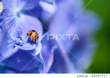 紫陽花とてんとう虫の写真素材