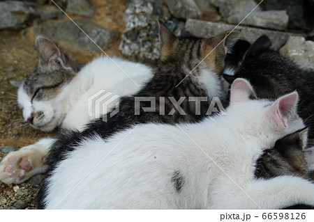 野良猫の親子の授乳中 野良猫の親子の授乳中 66598126