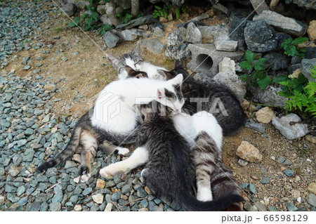 野良猫の親子の授乳中 66598129