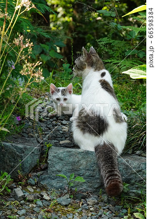 野良猫の親子 野良猫の親子 66598384