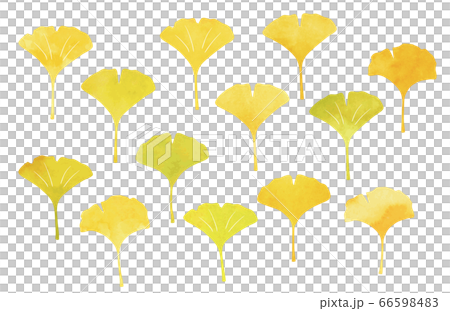 銀杏水彩紋理 66598483