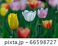 花 屋外 花畑 66598727