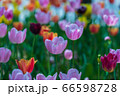 花 屋外 花畑 66598728