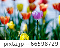 花 屋外 花畑 66598729
