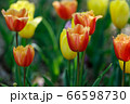 花 植物 チューリップ 66598730