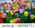 花 屋外 花畑 66598731