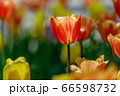 花 植物 チューリップ 66598732