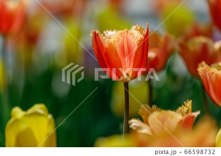 花 植物 チューリップ 66598732