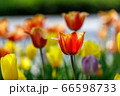 花 植物 チューリップ 66598733