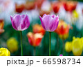 花 屋外 花畑 66598734