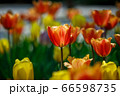 花 植物 チューリップ 66598735