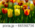 花 植物 チューリップ 66598736