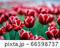 花 植物 チューリップ 66598737