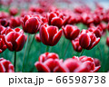 花 植物 チューリップ 66598738