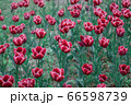 花 屋外 花畑 66598739