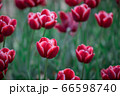 花 屋外 花畑 66598740