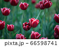 花 屋外 花畑 66598741