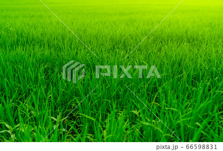 Rice plantation. Green rice paddy field. Organic 66598831